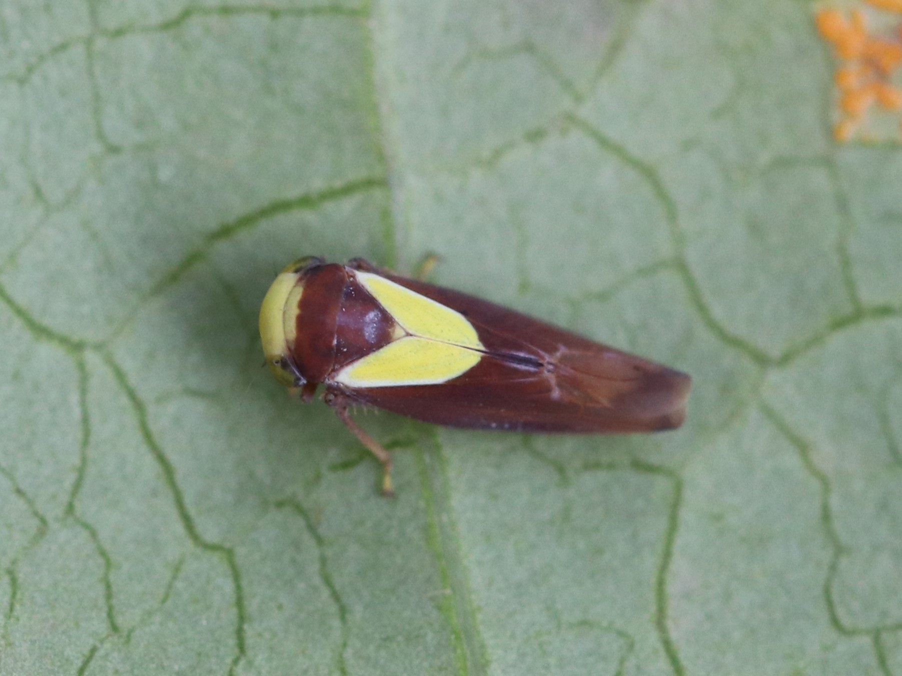 LYLRoC